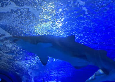 processed 146A25FB 5FAE 43F3 85E2 CEC0133AC942 - Erasmus Valencia, le début de 3 semaines de stage pour nos terminales